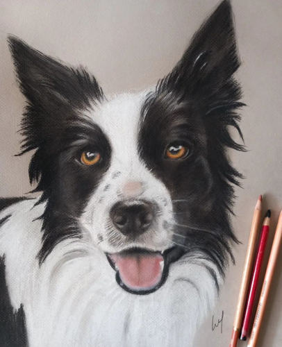 border collie