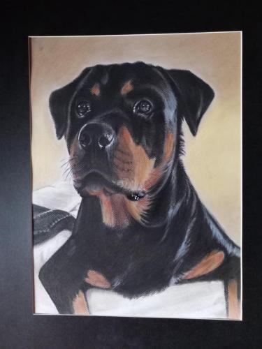 rottweiler